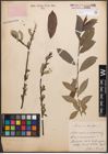 Foto von Salix caprea L. x Salix purpurea L.